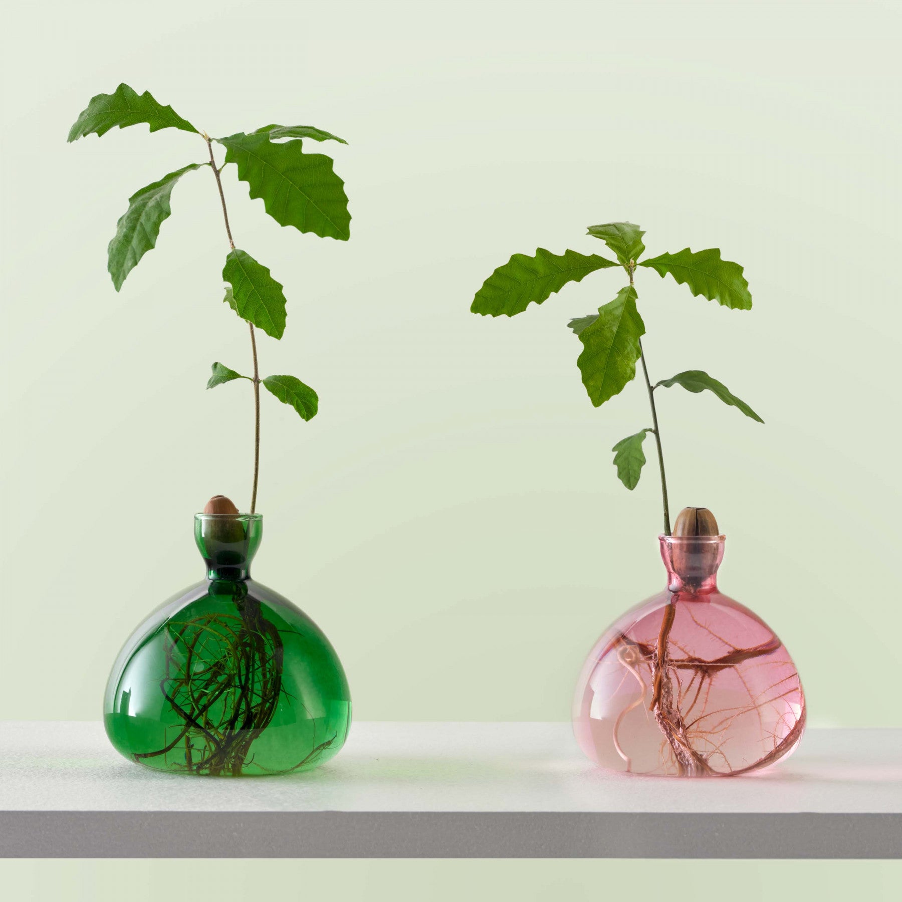AVOCADO Vase